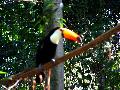 gal/holiday/Brazil 2005 - Foz do Iguacu Birds Sanctuary/_thb_Bird_Sanctuary_Iguacu_DSCF1231.jpg